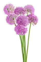 Fototapeta premium the flower of wild garlic isolated on white background.