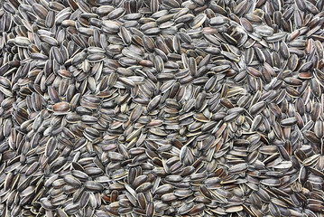 pile of brown sunflower seeds texture for background