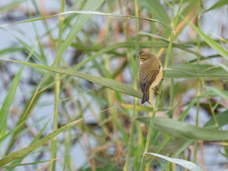 Phylloscopus collybita. Pájaro Mosquitero Común en una caña.