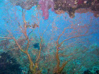 corallo © Roberto Brambilla