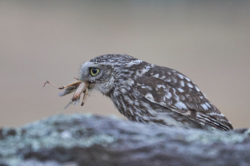 Mochuelo (Athene noctua) con saltamontes en la boca