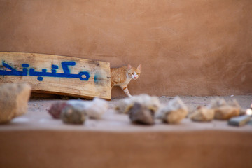 gatto del deserto