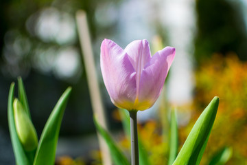 Fototapeta premium Garden Flower