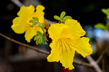 yellow flower