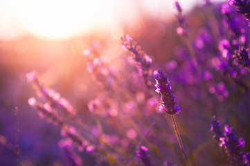 Lavender flowers at sunset in Provence, France. Macro image, shallow depth of field. Beautiful nature background