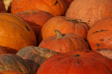 a lot of mini pumpkin at outdoor farmers market