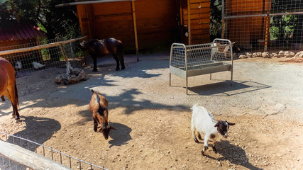 Horses, animals in a village in Crete