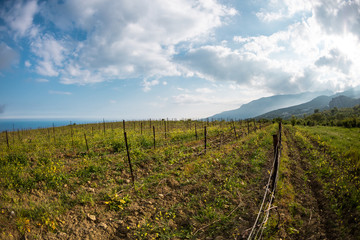 Fototapeta na wymiar Vineyards on the background of the sea and mountains.
