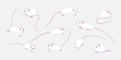 Set of white rats in different poses. Small cartoon mouse collection. Vector animal illustration, New Year 2020 zodiac symbol