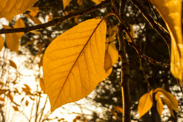 autumn, beautiful seasons, colorful leaves and foggy mornings