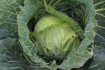 A close-up view of a green head of white cabbage growing in an agricultural enterprise or farm. In some places, small holes are visible, the leaves are slightly damaged by insects.