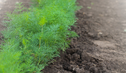Green dill plants grows from the ground in a vegetable garden. Copy space for text. Dill is grown widely in Eurasia where its leaves and seeds are used as a herb or spice for flavouring food.