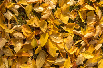 autumn, beautiful seasons, colorful leaves and foggy mornings