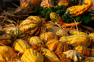 a lot of mini pumpkin at outdoor farmers market