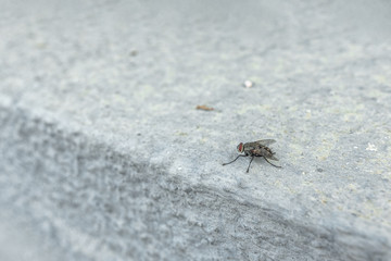 The macrophoto of a black domestic fly on a light surface