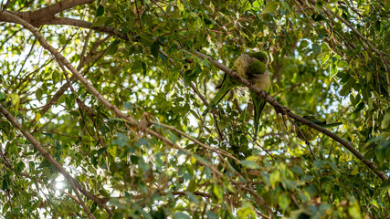 green monk parakeet birds in the trees of Barcelona