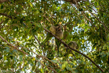 green monk parakeet birds in the trees of Barcelona