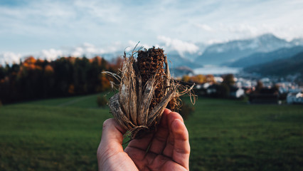 Dried Corn