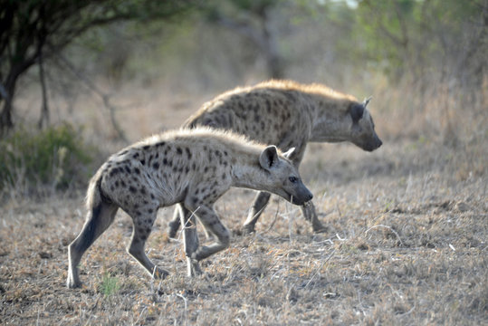 Hyenas Walking In Sync