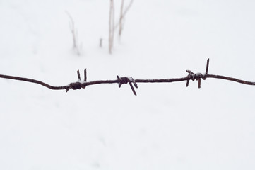 Barbed wire is covered with white pure snow.
