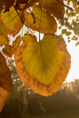 Obraz premium autumn, beautiful seasons, colorful leaves and foggy mornings