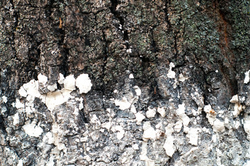 Aged tree bark painted with white paint. Tree bark texture.