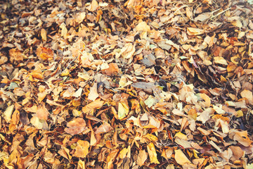 yellow leaves in autumn forest