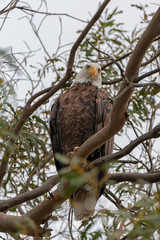 Bird Bald Eagle at Southern Califiornia 