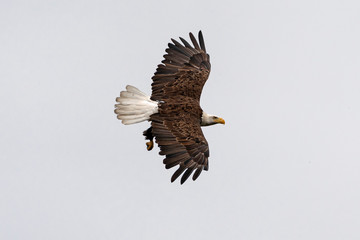 Bird Bald Eagle at Southern Califiornia 