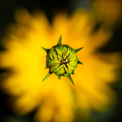 Naissance fleur de tournesol