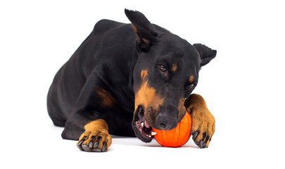 Doberman dog chews on a ball on a white background