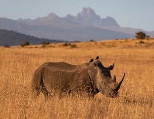 Rhino with Mt © Kent Morris