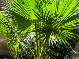 Leaves of palm tree close up. Palm branches. Natural texture of tropical leaves.