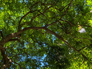 A green tree against a sky. Crown of a tree against the blue sky
