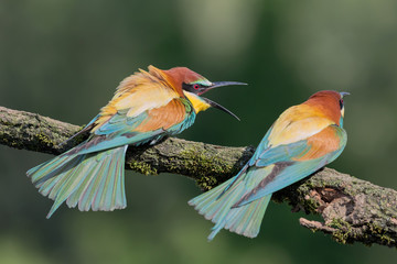 Struggle betwwen European bee eaters on branch (Merops apiaster)
