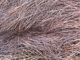 Herbes fond du lac de Kruth