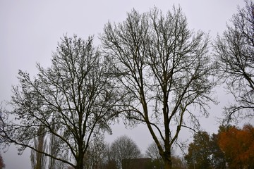 Sky with tree