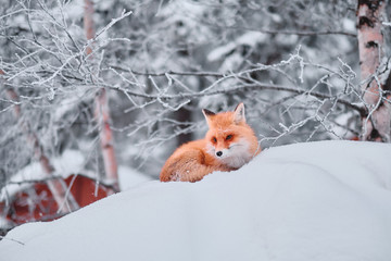 Naklejka premium Wild red fox sitting in snow