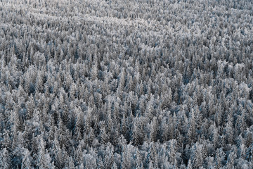 Snowy frozen coniferous forest pattern