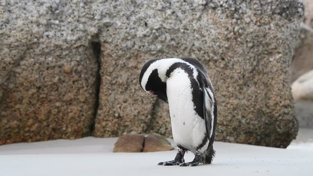 African penguin beak cleans feathers. African penguin ( Spheniscus demersus) also known as the jackass penguin and black-footed penguin. South Africa