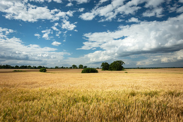 Fototapeta premium Golden grain field, horizon and white clouds in the sky