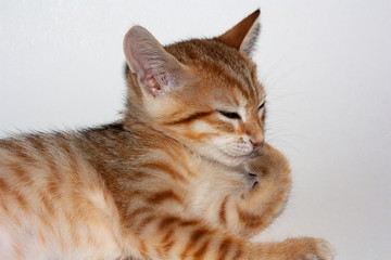 Naklejka na ściany i meble Cute auburn kitten on white background