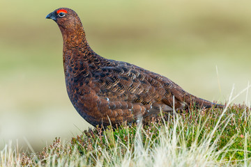 Red Grouse male in Autumn.  Facing left in natural moorland habitat. Vivid red eyebrow.  Close up.  Clean background.  Horizontal.  Space for copy.