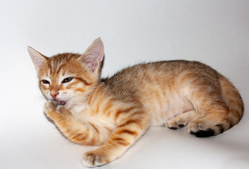 Fototapeta na wymiar Cute auburn kitten on white background