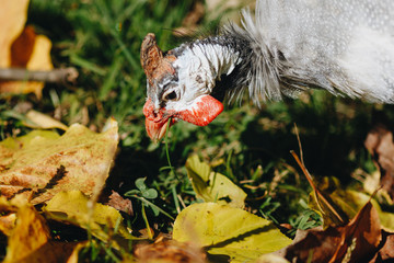 Helmeted guineafowl Numida meleagris reichnowi foraging for food