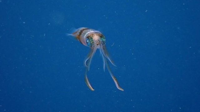 Juvenile bigfin reef squid (Sepioteuthis lessoniana) finning steadily in the deep blue