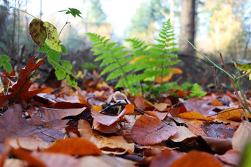 Autumn Leafs with Fern