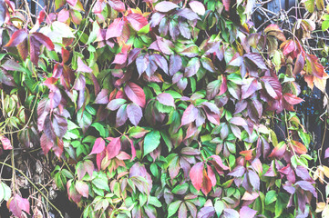 Colorful leaves of climbing plant or grapes or Ivy, Natural plant toned background.