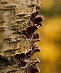 fungi on a tree 