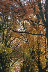 Autumn Forest Branches